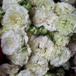 Be Loyal Roses ramifie blanche Equateur Ethiflora